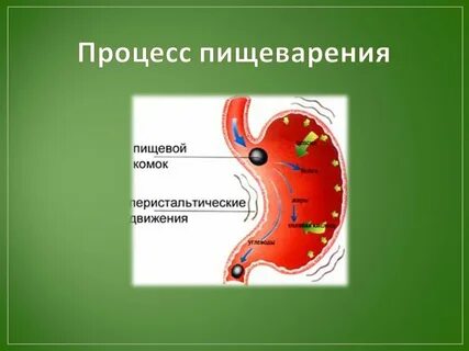 Пищеварение и усвоение пищи