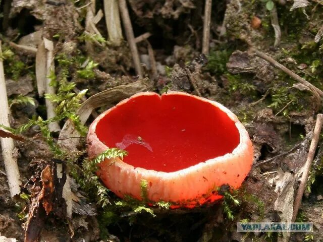 Sarcoscypha coccinea. Фото на сайте "Грибы Калужской области"