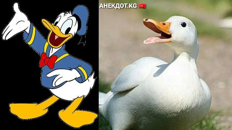 Автомобиль дональда дака. Elton john donald duck. Прикольные утки. Real life donald duck. Real life donald duck.