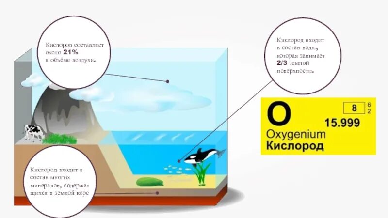 Откуда кислород. Кислород составляет. Кислород входит в состав воды. Что входит в состав кислорода. Что входит в кислород.
