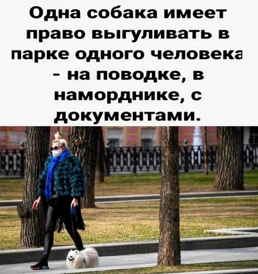Собака имеет право. Ответственность за собаку. Иметь собаку. Выгул собак. Собака имеет право.