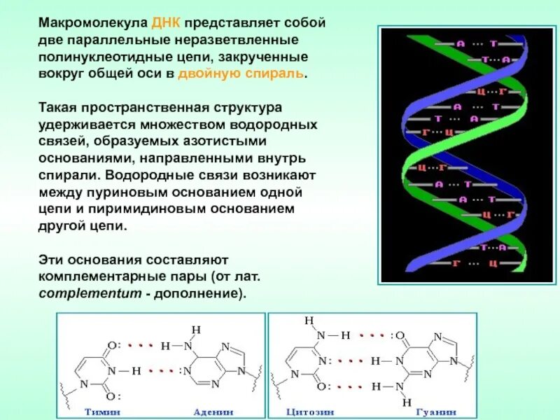 Составляющая днк. Строение макромолекулы ДНК И РНК. Строение ДНК водородные связи. Строение макромолекулы РНК. Строение макромолекулы ДНК.