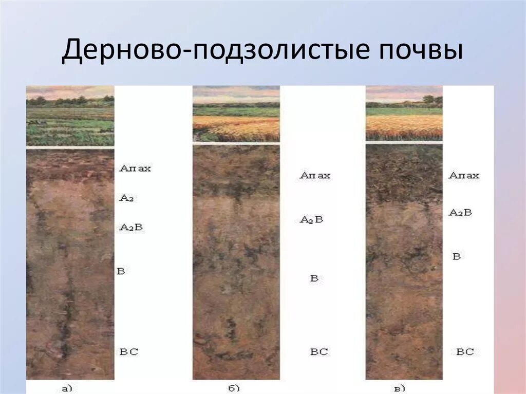 Дерново-подзолистые почвы профиль. Почвенный профиль подзолистых и дерново подзолистых почв. Почвенные горизонты подзолистых почв. Дерново-среднеподзолистые почвы.