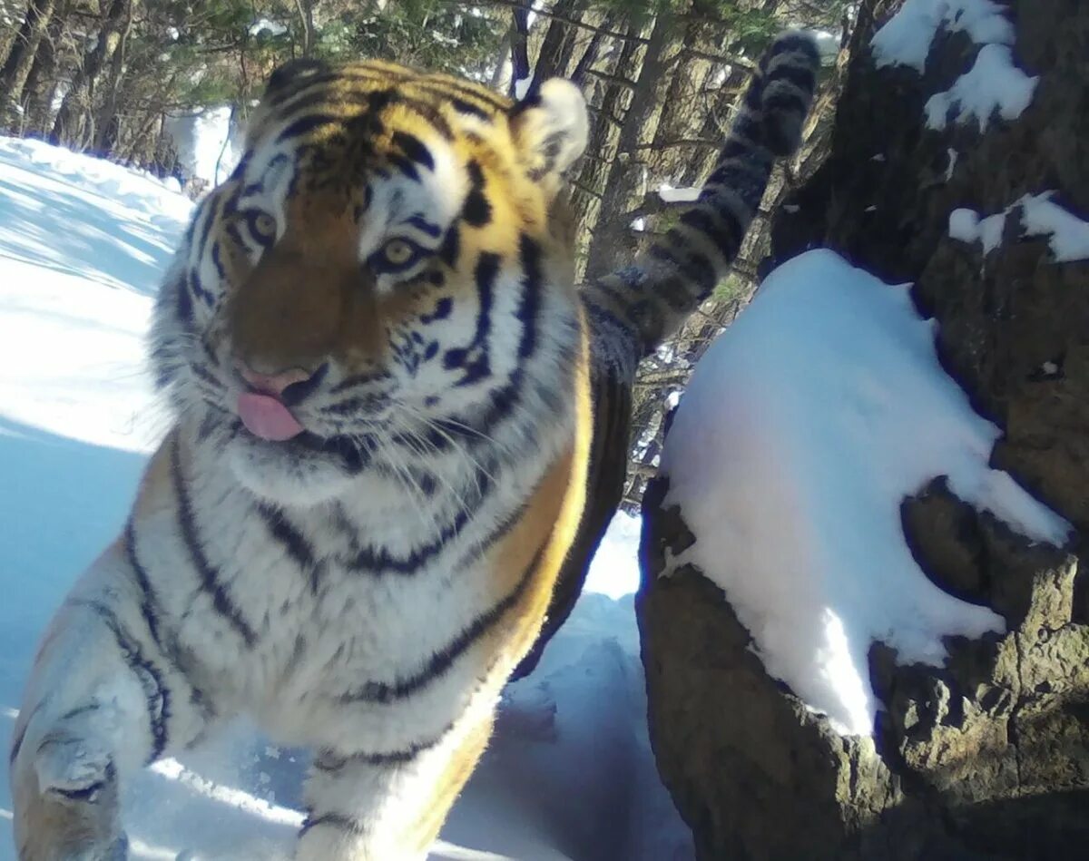 Уссурийский тигр. Амурский тигр фотоловушка. Амурский тигр приморский край. Тигр дальневосточный амурский. Амурский тигр в тайге.
