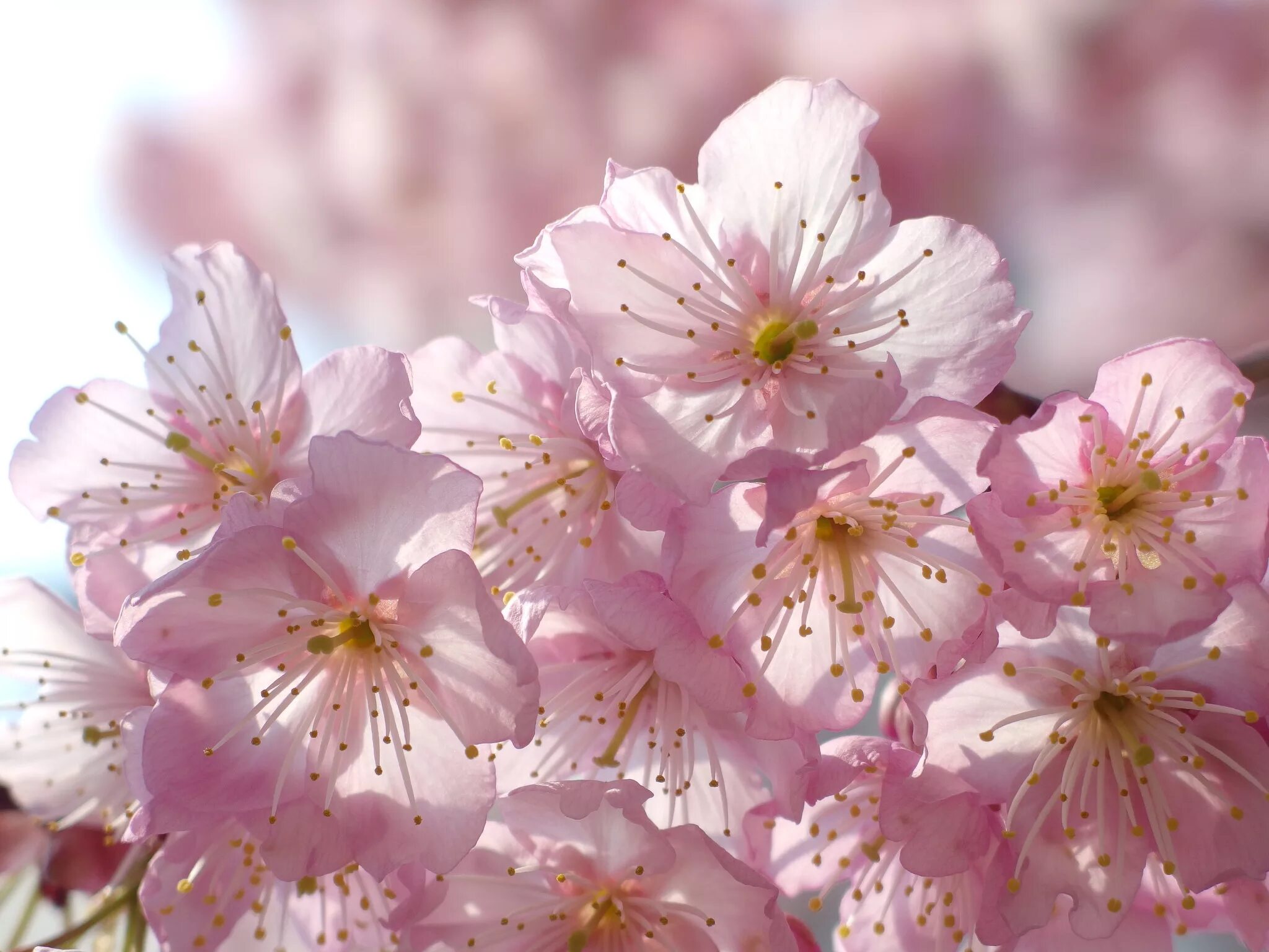 Сакура крупно. Цветы Сакуры. Цветы вишни. Цветение вишни. Вишни в цвету.