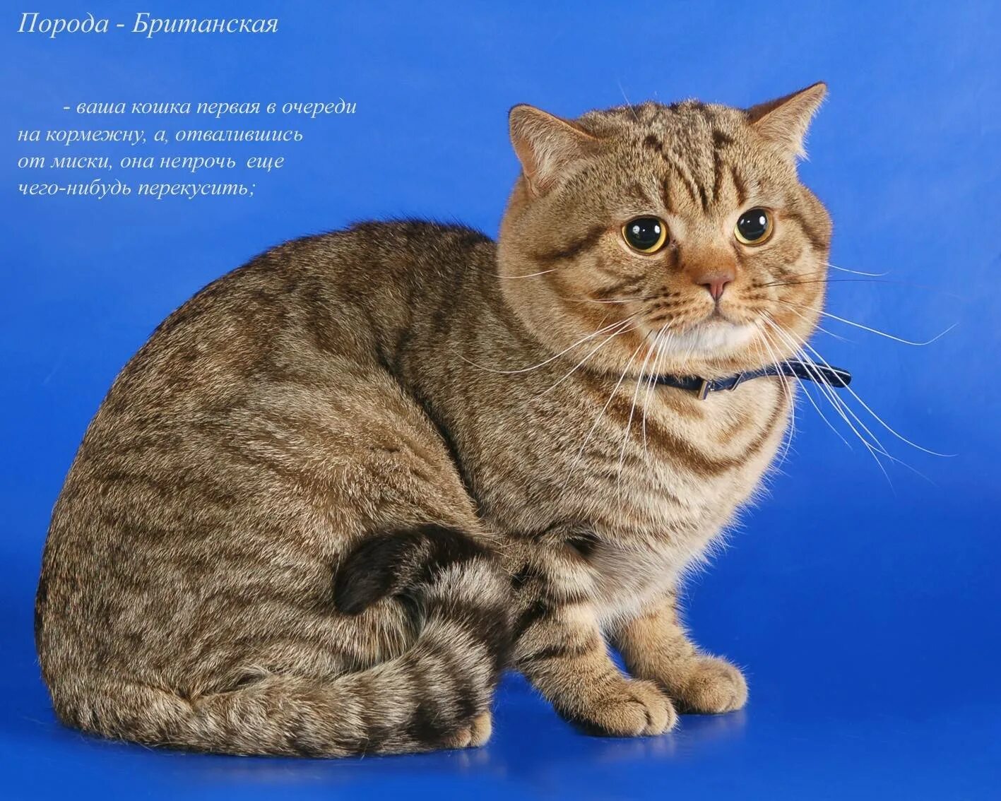 Породы кошек! ٩(● ̮̮̃●)۶Котята ,кошки и коты!٩(● ̮̮̃●)۶ Фотострана Пост № 1119935377