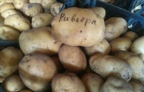 Сорт ривера