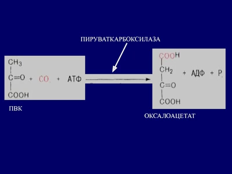 Колоть атф. Пируваткарбоксилаза глюконеогенез. Оксалоацетат глюконеогенез. Глюконеогенез выход АТФ. Синтез Глюкозы из ПВК.