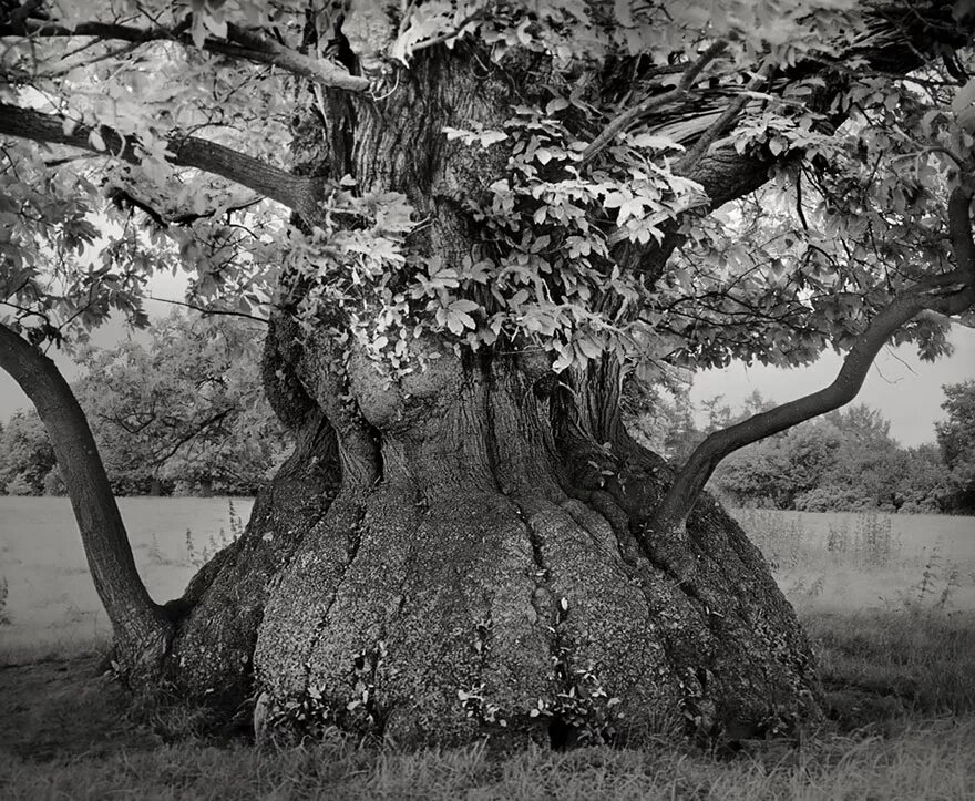 Ancient trees