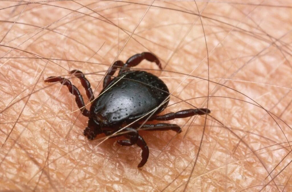 Опасны ли клещи. Ixodes persulcatus. Напитый энцефалитный клещ. Клещ полосатый энцефалитный. Иксодовые клещи.