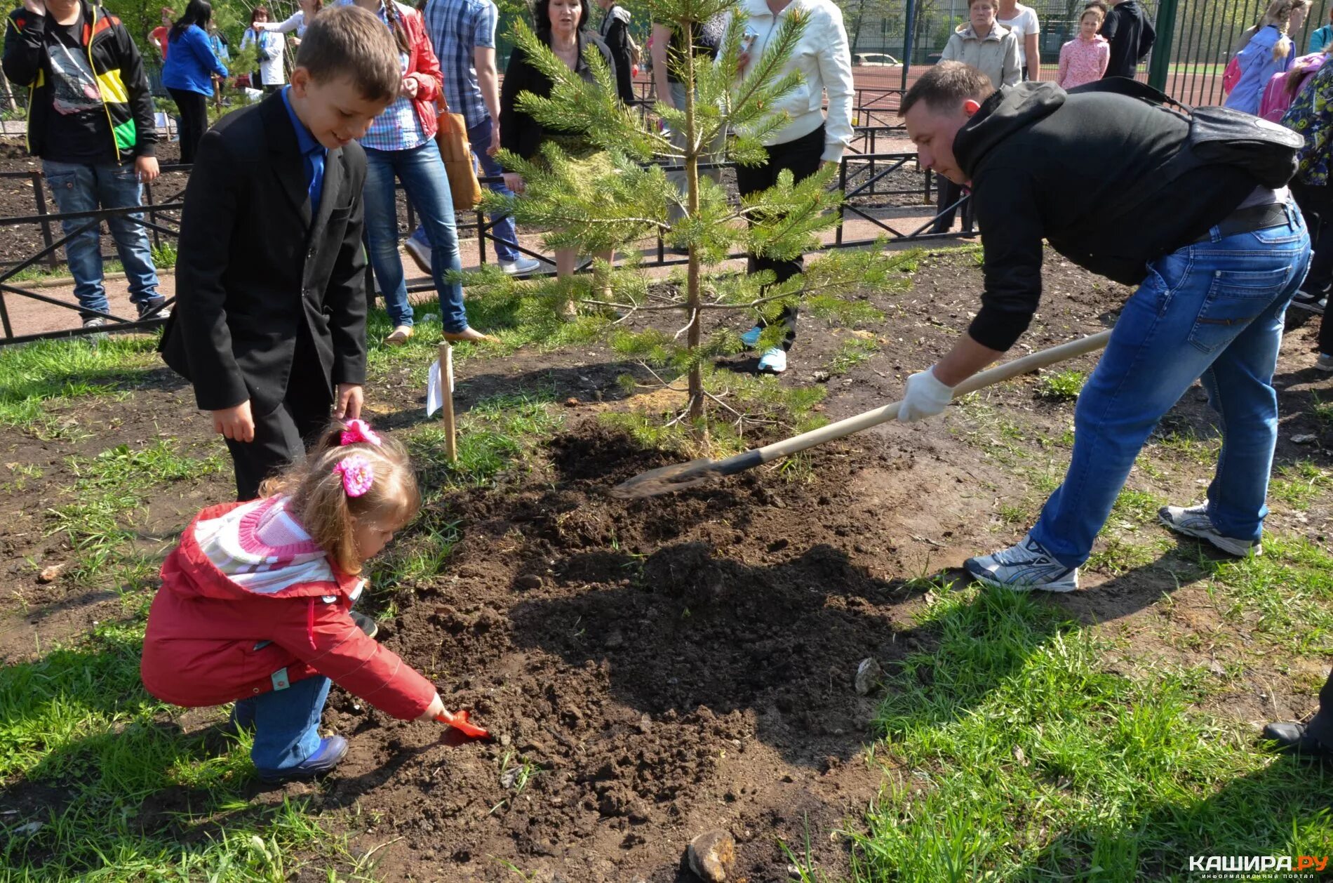 Посади дерево область