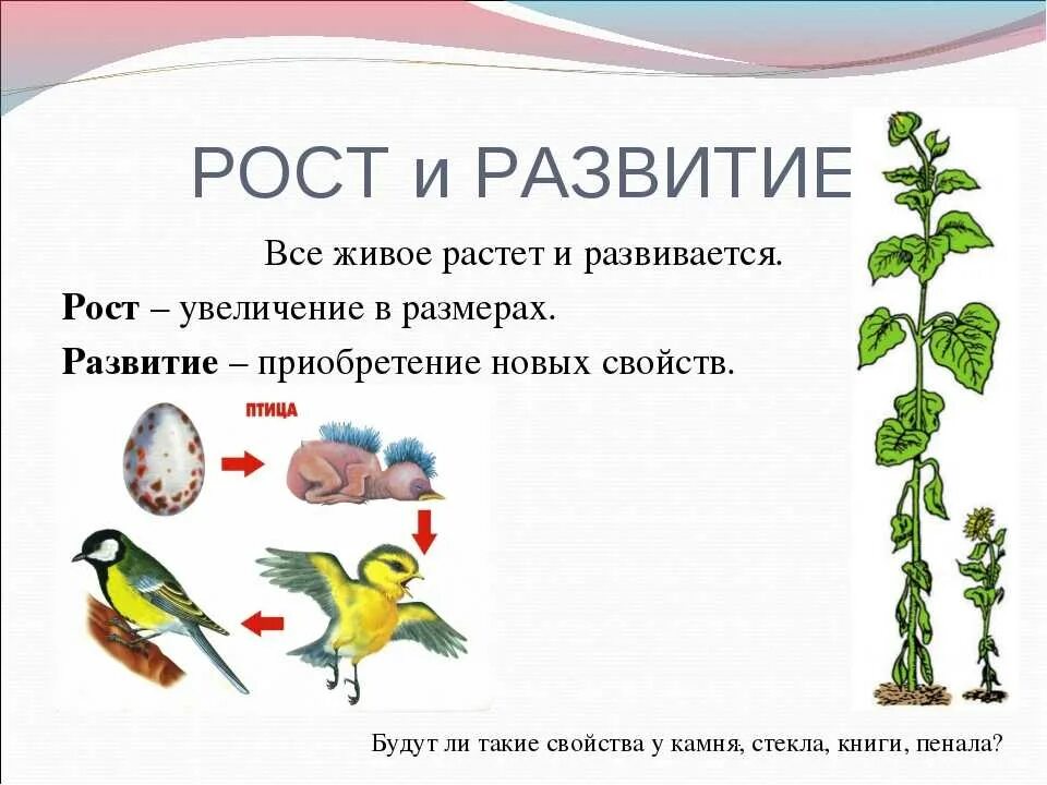 Определенный рост животных. Развитие живых организмов. рост и развитие живых организмов. свойства живого рост и развитие. развитие свойство живых организмов.