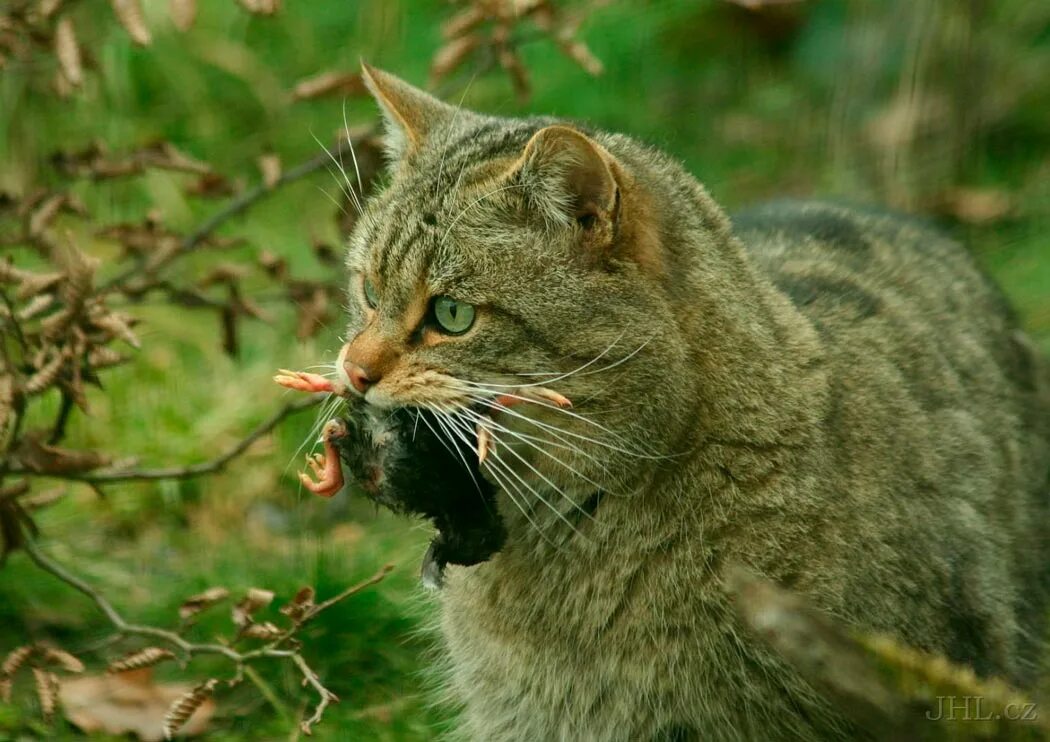 Кот добыча. Европейский дикий Лесной кот. Дальневосточный камышовый кот. Лесной кот Felis Silvestris. Европейский Лесной кот камышовый.