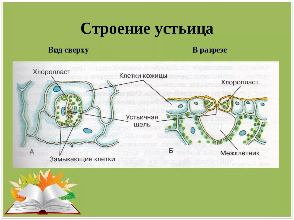 Значение устьиц у растений. Строение устьиц растений. строение устьичного аппарата. строение устьица. замыкающие клетки устьиц.
