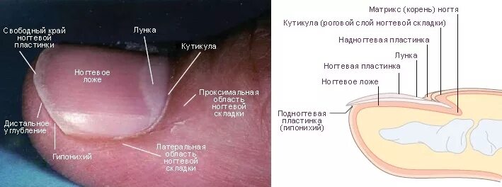 Корни ногтей находятся. Строение ногтевой пластины птеригий. Строение ногтя птеригий. Строение ногтевой пластины Матрикс. Строение ногтевой пластины слои.