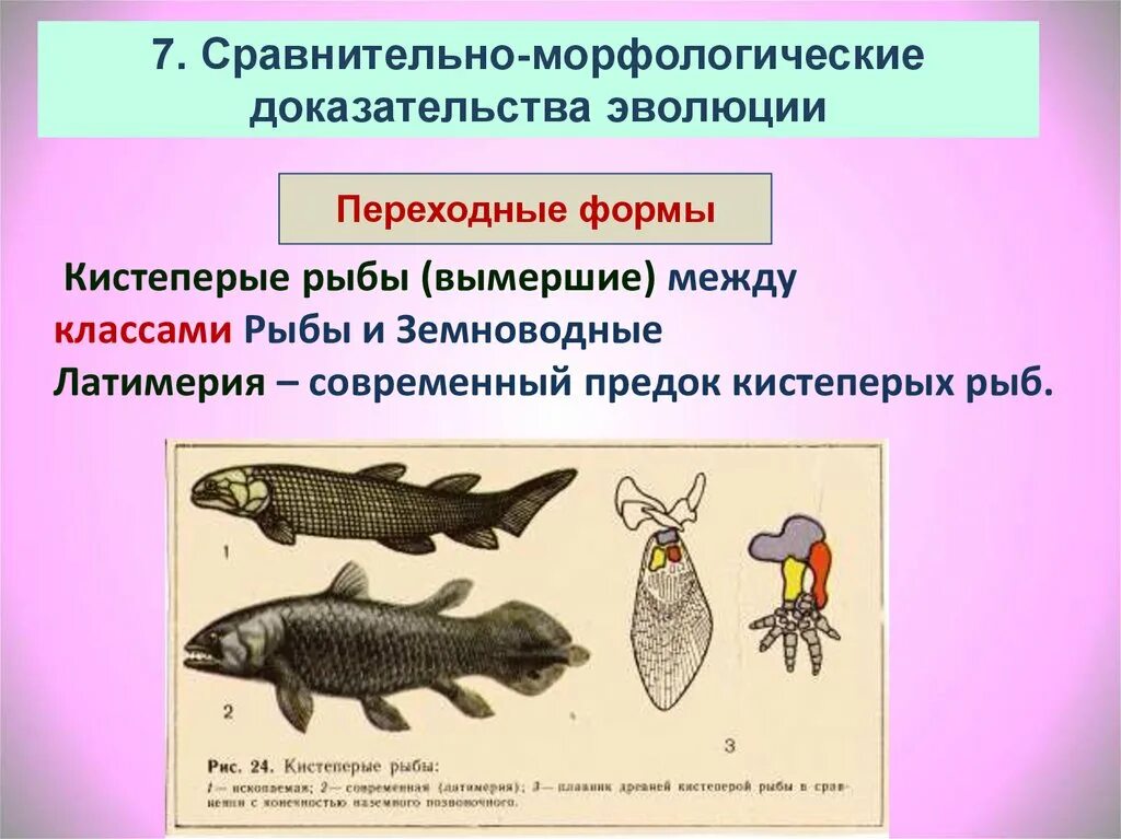 Переходные формы кистеперые рыбы. Переходные формы рыб и земноводных. Переходные формы между рыбами и земноводными. Переходные формы эволюции.