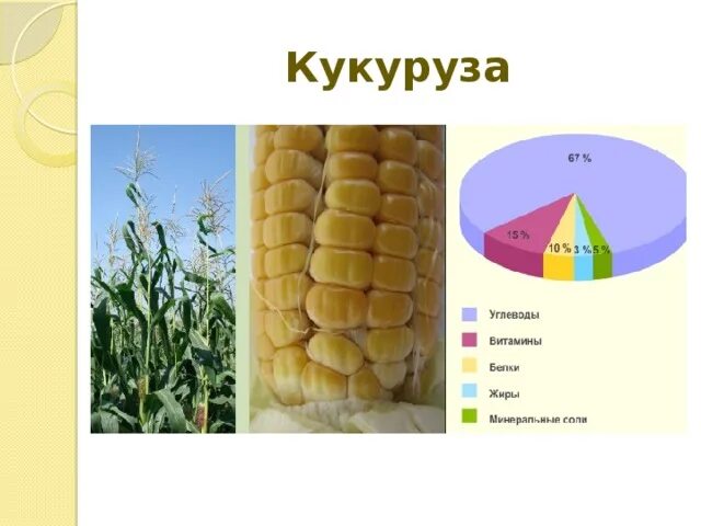 Кукуруза калорийность на 100 грамм. Кукуруза сладкая консервированная калорийность бондюэль. Витамины в кукурузе вареной. Кукуруза углеводы белки. Кукуруза консервированная бжу.
