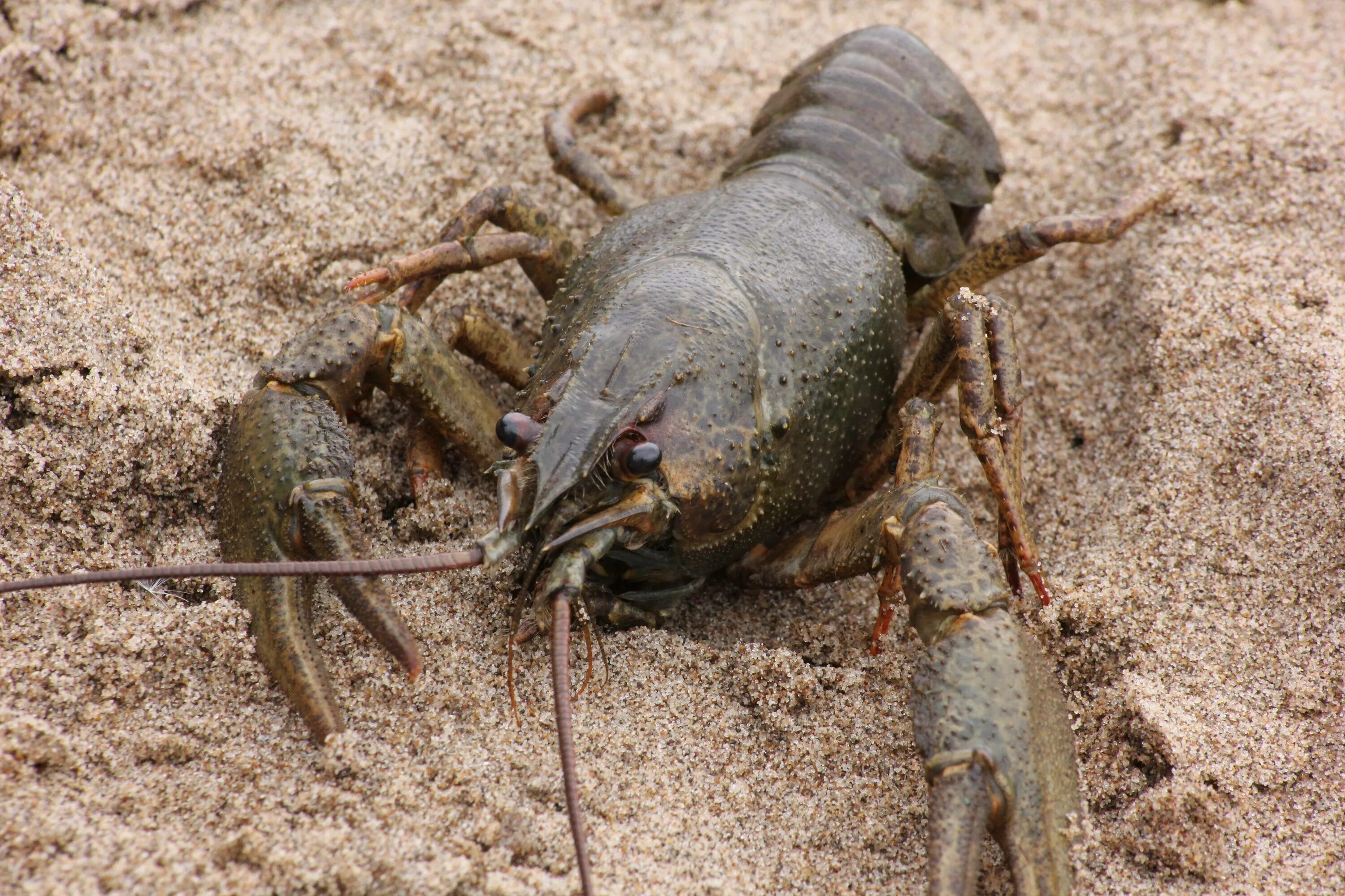 Раковая ферма. Пресноводные креветки ферма. Astacus Leptodactylus. Раковая ферма бизнес план.