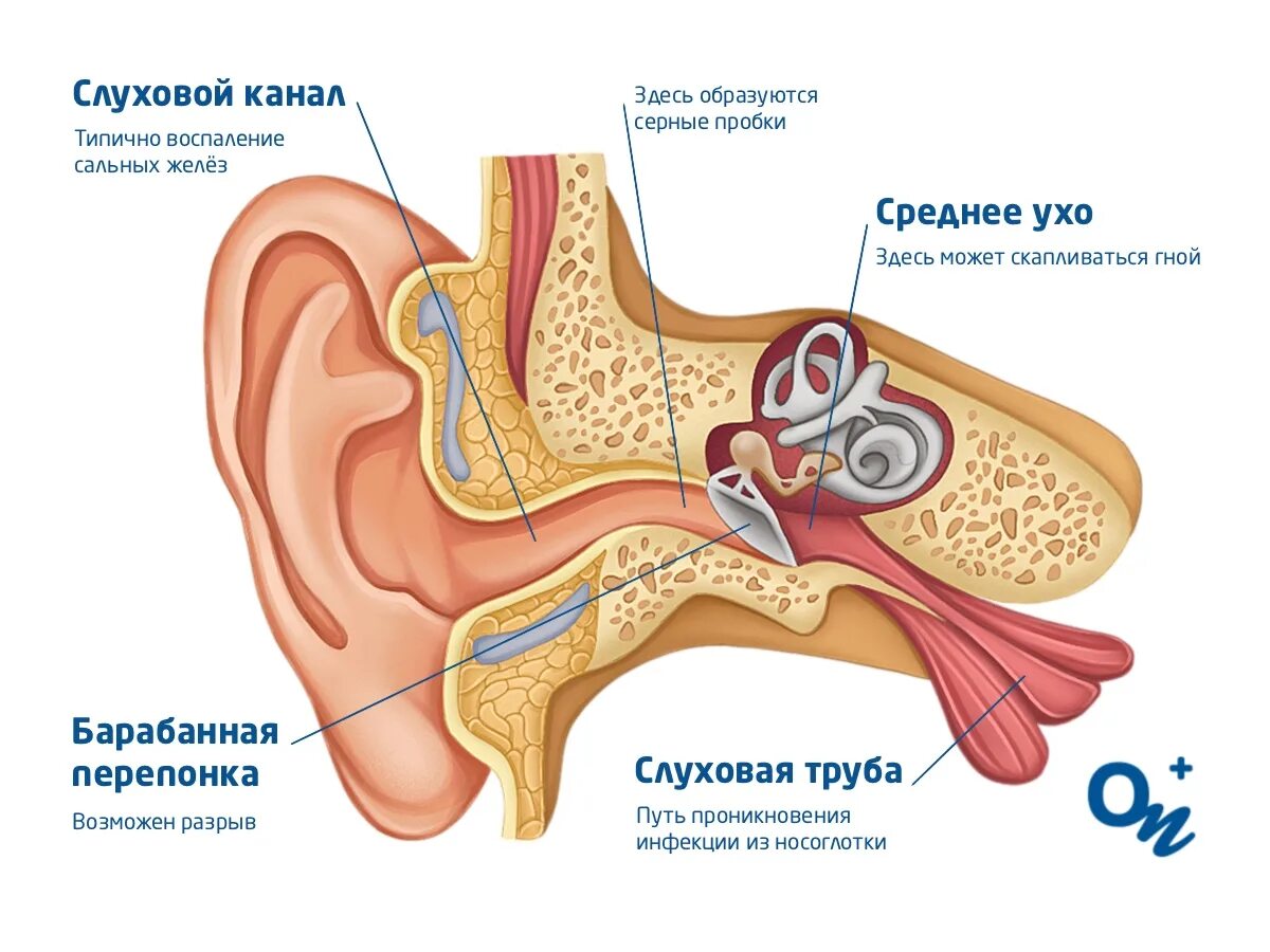 Сильная заложенность уха. Ухо. Строение уха.