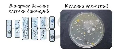 Митоз бактерий