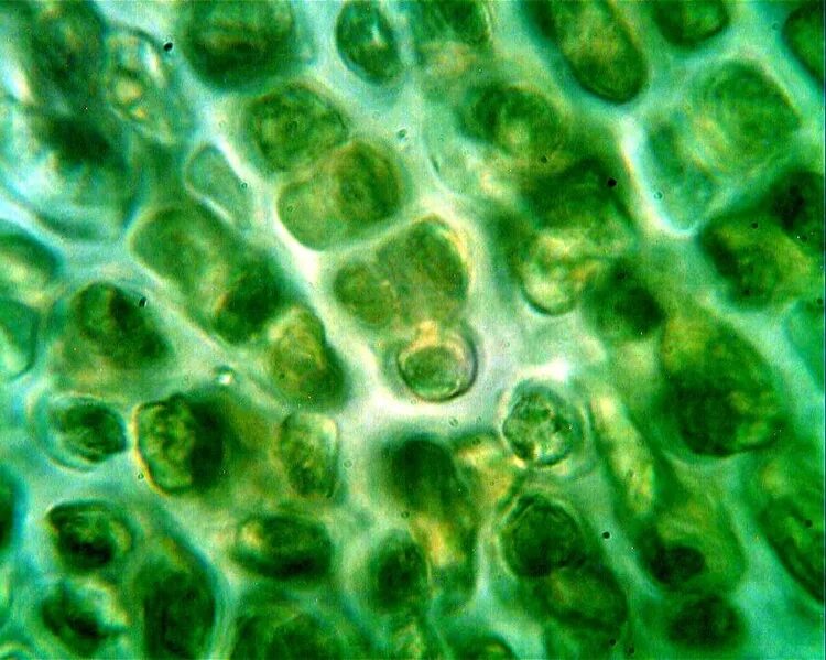 Клетка водоросли. Клетка ламинарии. Клетка бурых водорослей. Хлорофилл в клетках водорослей.