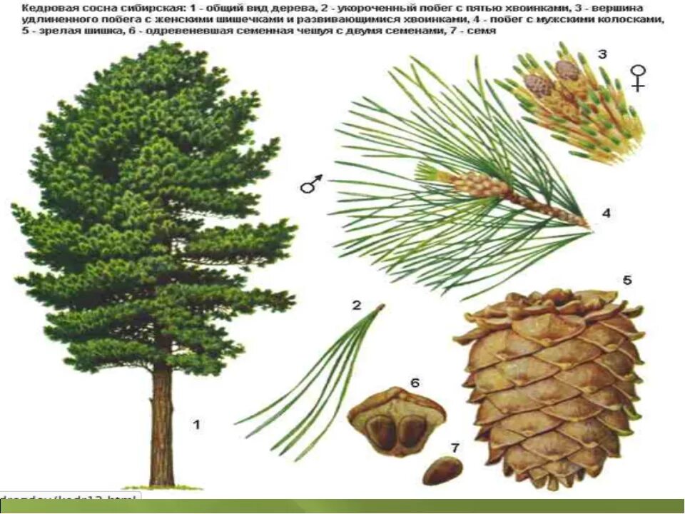 Различия хвойных. Хвоинки дерева сосна Кедровая. Кедр Сибирский хвоинки. Сосна обыкновенная и сосна Сибирская Кедровая. Сосна Сибирская ( от латинского Pinus sibirica).