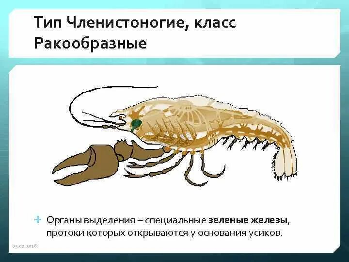 Контрольная работа класс ракообразные. Контрольная работа класс ракообразные