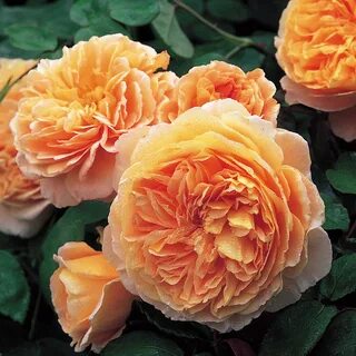 Princess rose