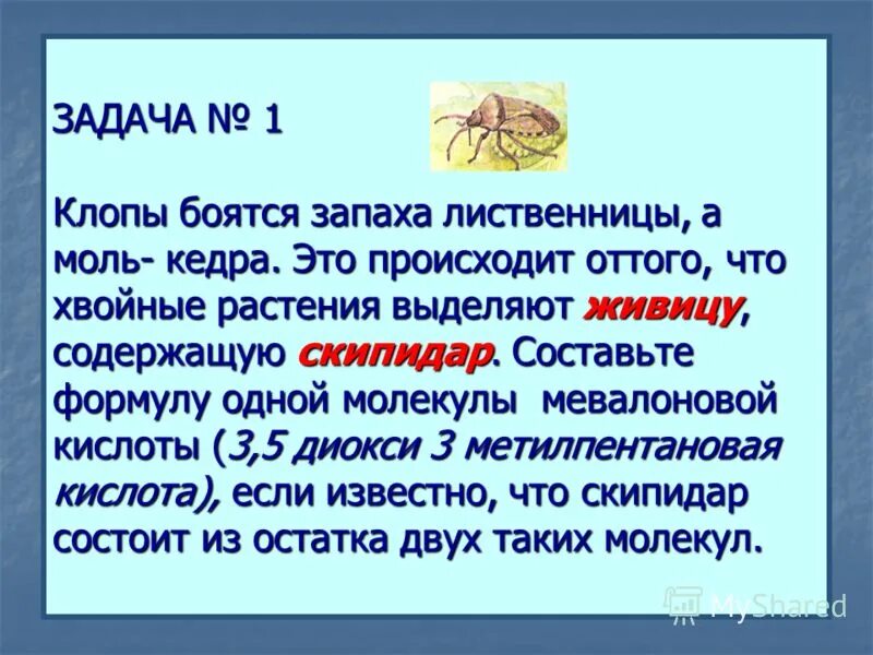 средства для избавления от клопов. цветы которые пахнут клопами. какого запаха боятся клопы. эфирные масла отпугивают клопов. полынь трава против клопов.