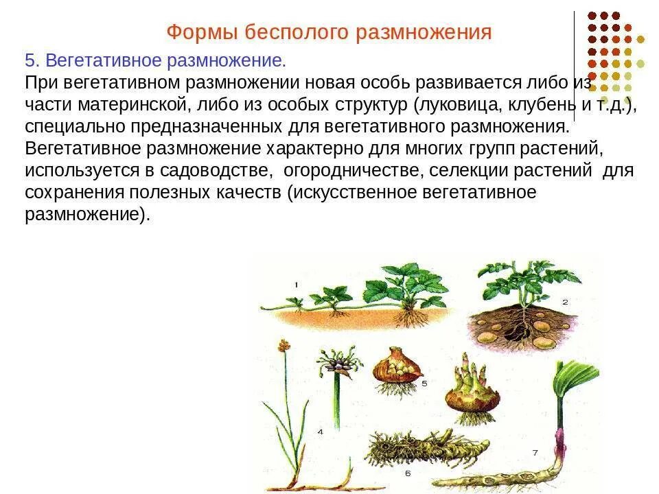 Выбери примеры бесполого размножения. Бесполое вегетативное размножение растений. Вегетативное деление схема. Размножение растений бывает 2 типов. Бесполое размножение вегетативное примеры.