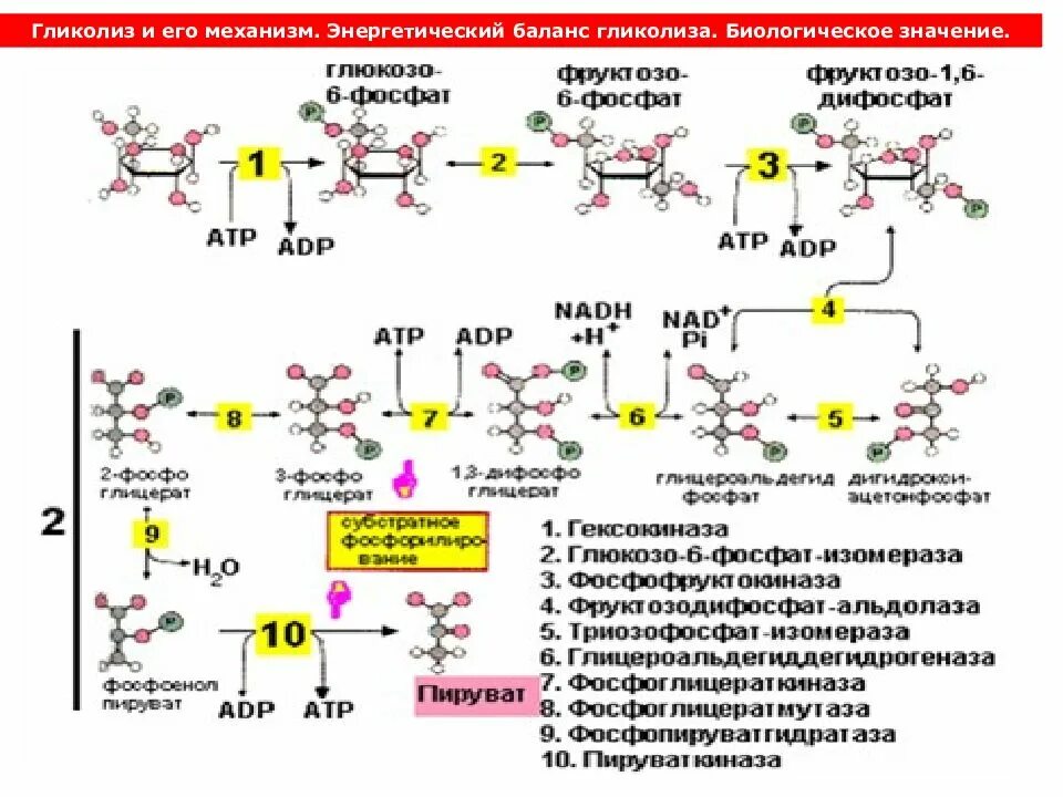 Аэробный гликолиз биохимия схема. Этапы гликолиза биохимия таблица. Механизм образования гликолиза.