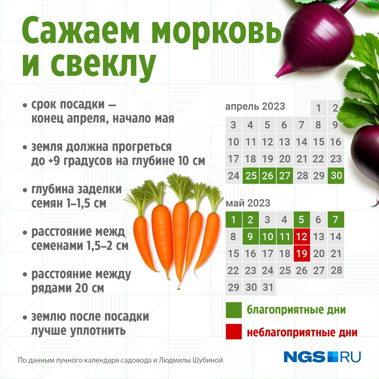 Посадка свеклы весной в открытый грунт. Хорошие дни для посадки свеклы в апреле. Благоприятные дни для посадки в мае моркови. Посадка в июне. Посадочные дни для картофеля в мае 2024г.