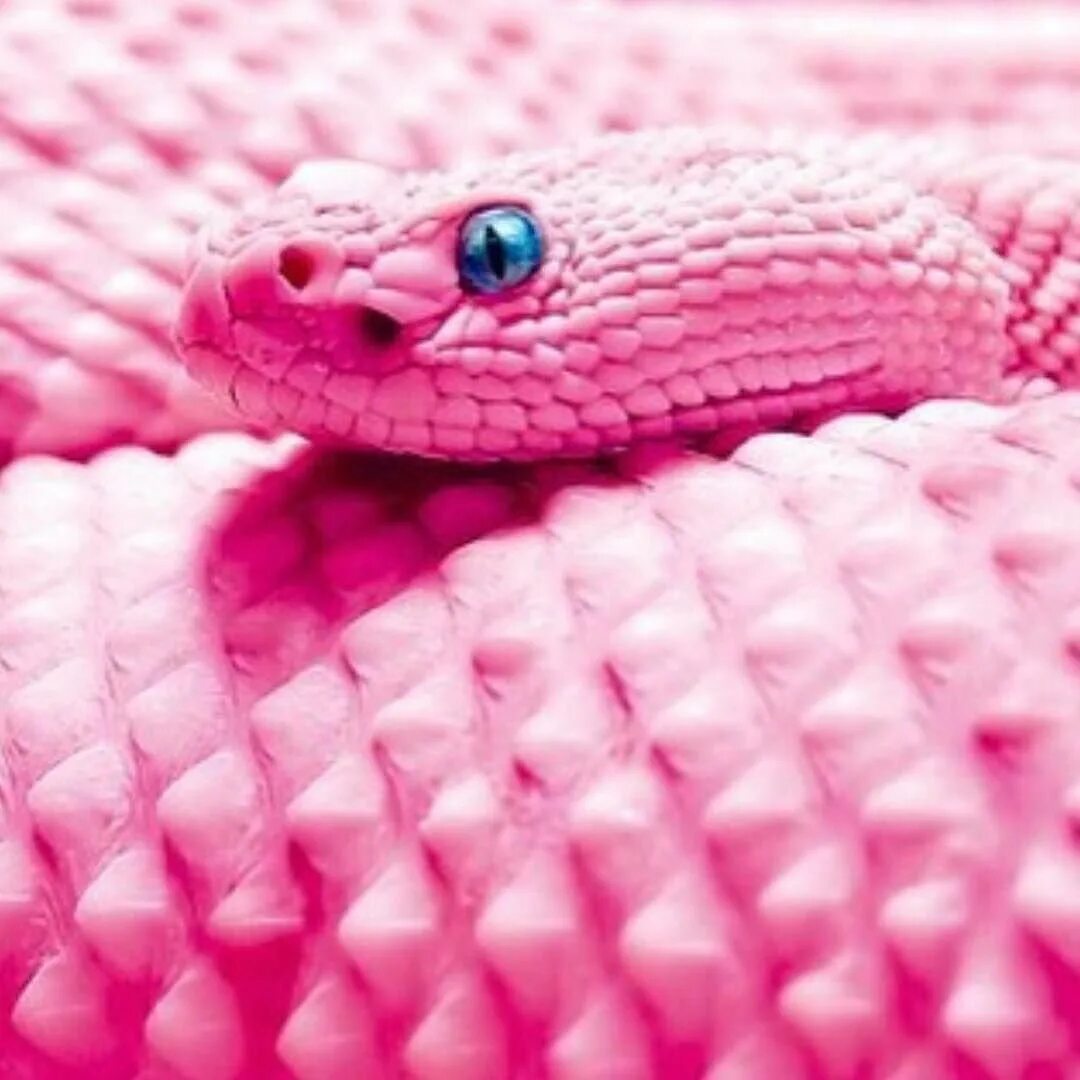 Розовый полоз. Розовый питон. Розовый питон змея. Розовый полоз змея. Королевский питон розовый.