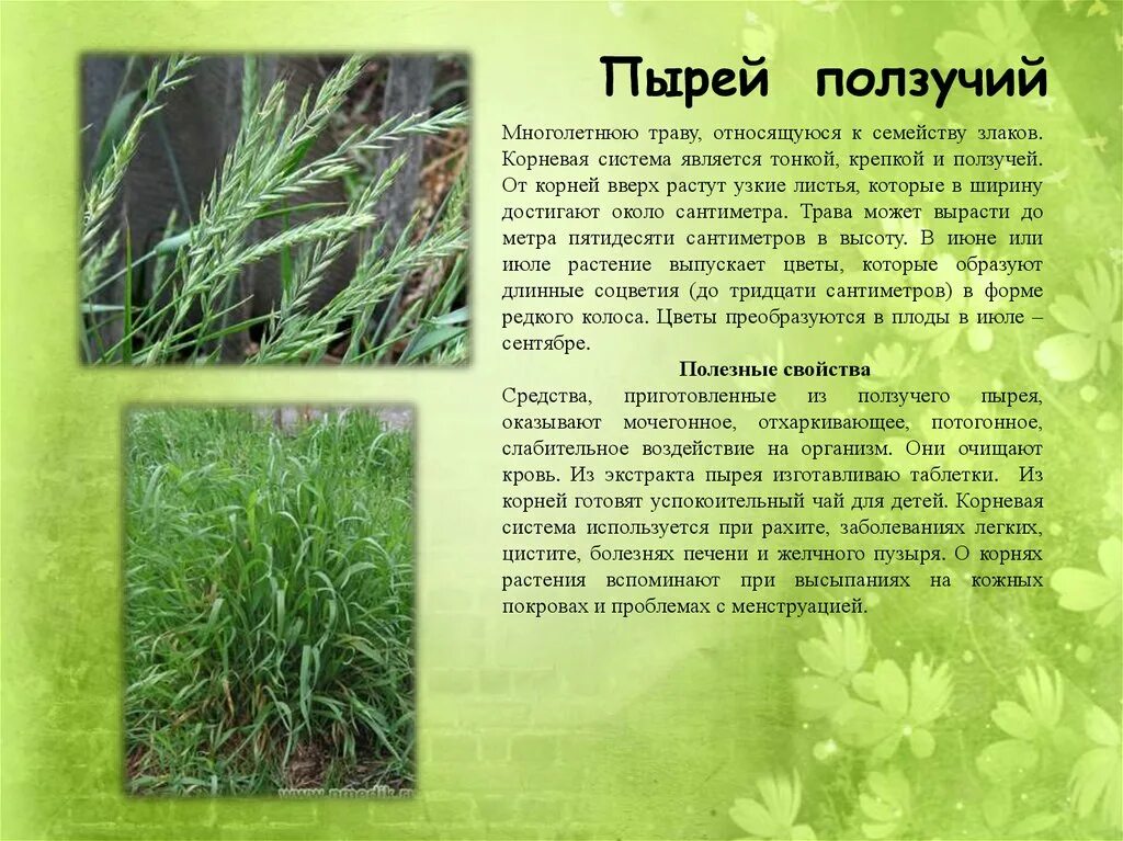 Как принимать пырей. Трава пырей ползучий. пырей ползучий корень. пырей ползучий лекарственное растение. пырей луговой.