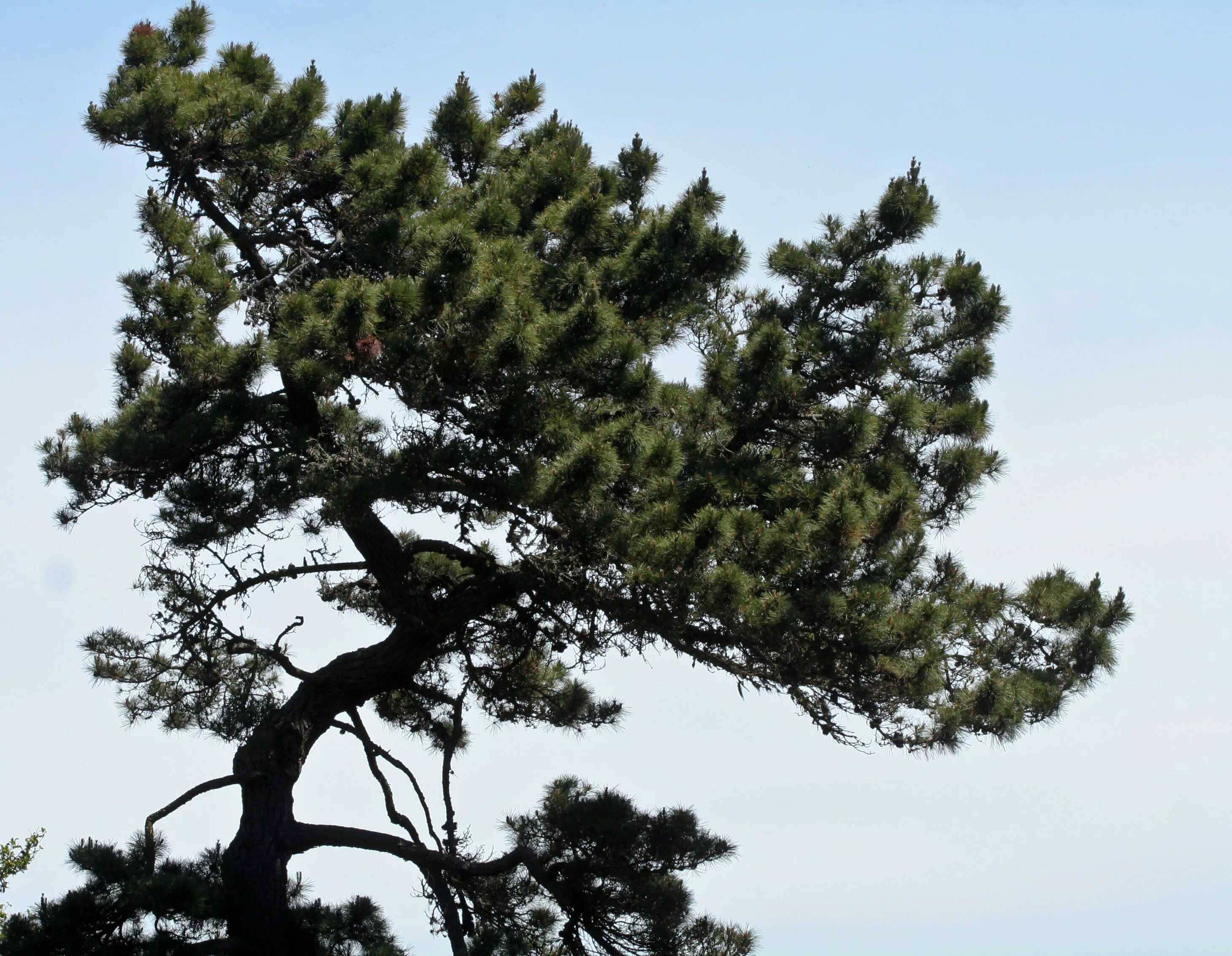 Сосна пылала. Pinus muricata. Сосна шиповатая (Pinus muricata). Крона сосны обыкновенной. Калабрийская сосна обыкновенная.