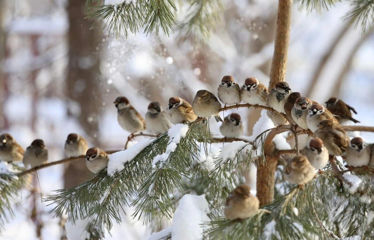 Зимуют группами. Много птиц на ветке зимой. Декабрь птицы. Воробышки игривые. Декабрь воробьи.