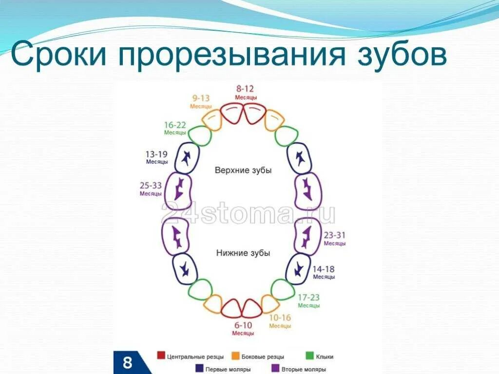 Зубы по возрасту таблица. Сроки и порядок прорезывания постоянных зубов у детей. Порядок и сроки прорезывания временных зубов. Сроки вылезания молочных зубов. Пооядоки сроки прорезания молочных зубов.