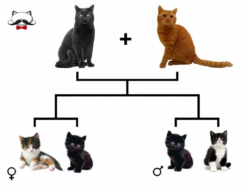 Почему коты не бывают трехцветными. Виды окрасов кошек. Почему не бывает трёхцветных котов биология задача. Трехшерстный кот бывает или нет.