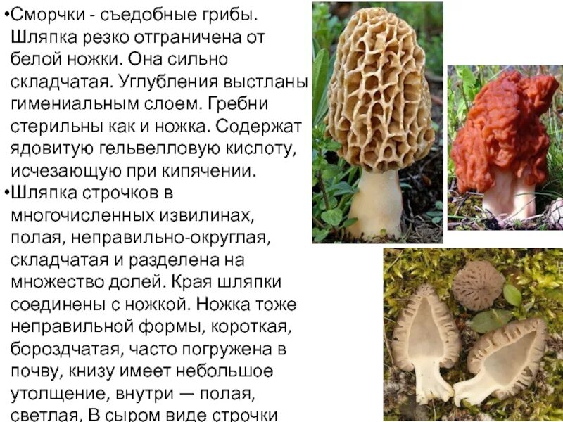 Какой тип питания характерен для сморчка съедобного