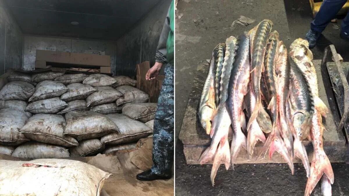 Тонна рыбы. Частиковые породы рыб в Казахстане. Браконьерство перевозка.