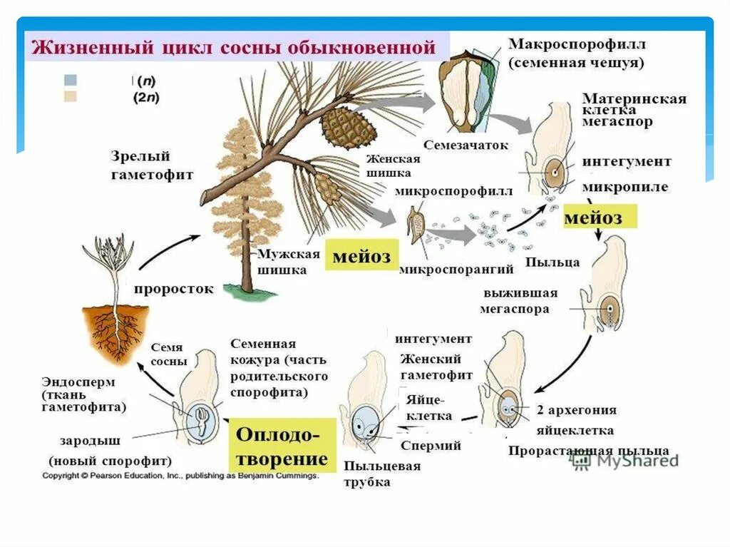 Хвойные егэ. Цикл развития голосеменных схема. Цикл развития сосны обыкновенной. Жизненный цикл сосны рисунок. Цикл сосны схема.