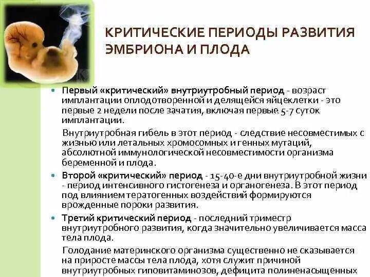 Внутриутробный период у человека длится. Критические этапы развития зародыша. Критические периоды внутриутробного развития. Критические периоды развития эмбриона. Критические этапы развития эмбриона.