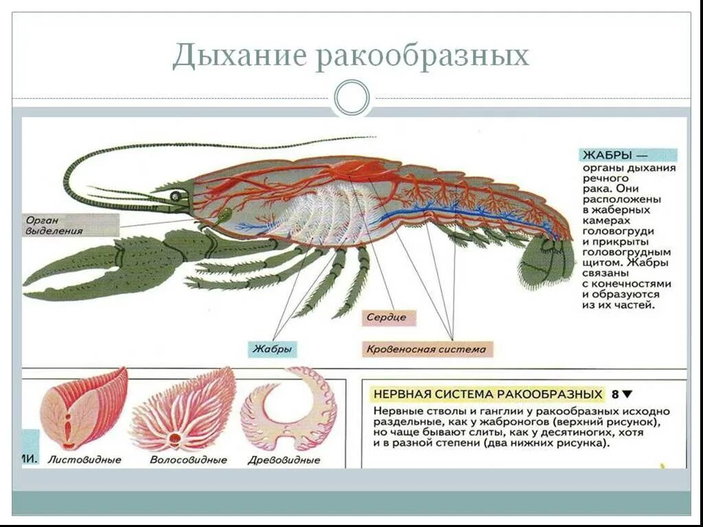Речные раки органы выделения. Дыхательная система членистоногих ракообразных. Органы выделительной системы членистоногих. Речные раки органы выделения. Речные раки органы выделения.