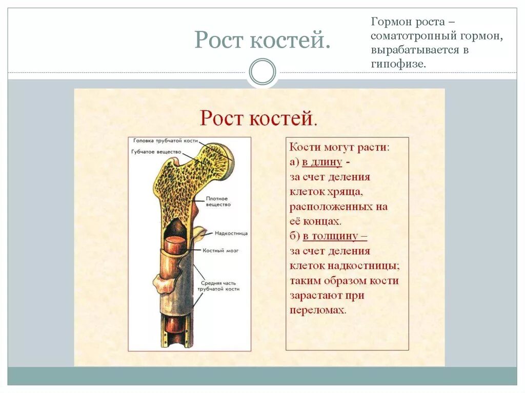 Рост трубчатых костей в толщину. Рост костей человека биология. Строение и рост кости. Рост кости в длину и толщину анатомия. Гормон роста костей.