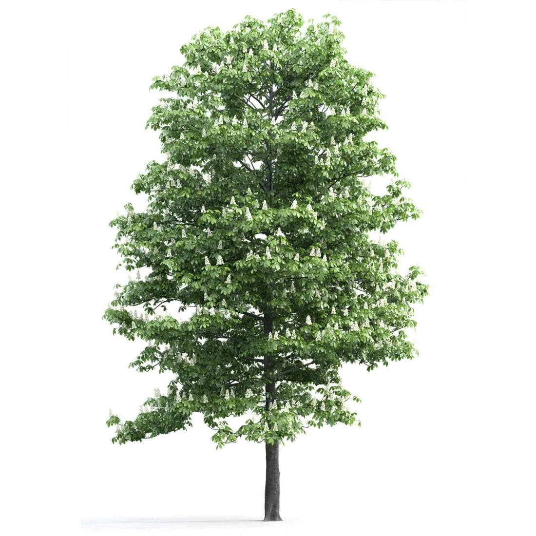 1 июля дерево. Каштан дерево. Одно дерево. Каштан в полный рост. Деревья 1:18.