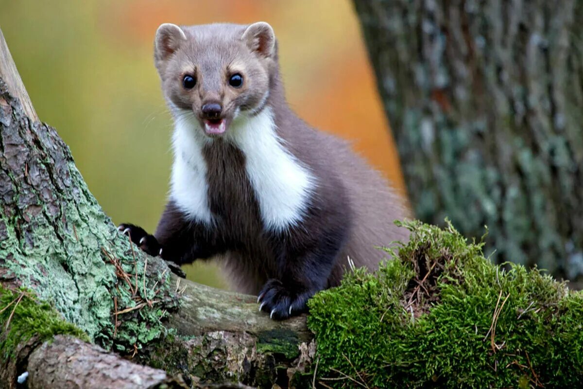 Pin by Mary Beth Rogers Garay on Millie Marotta Coloring Pine marten, Martens, A
