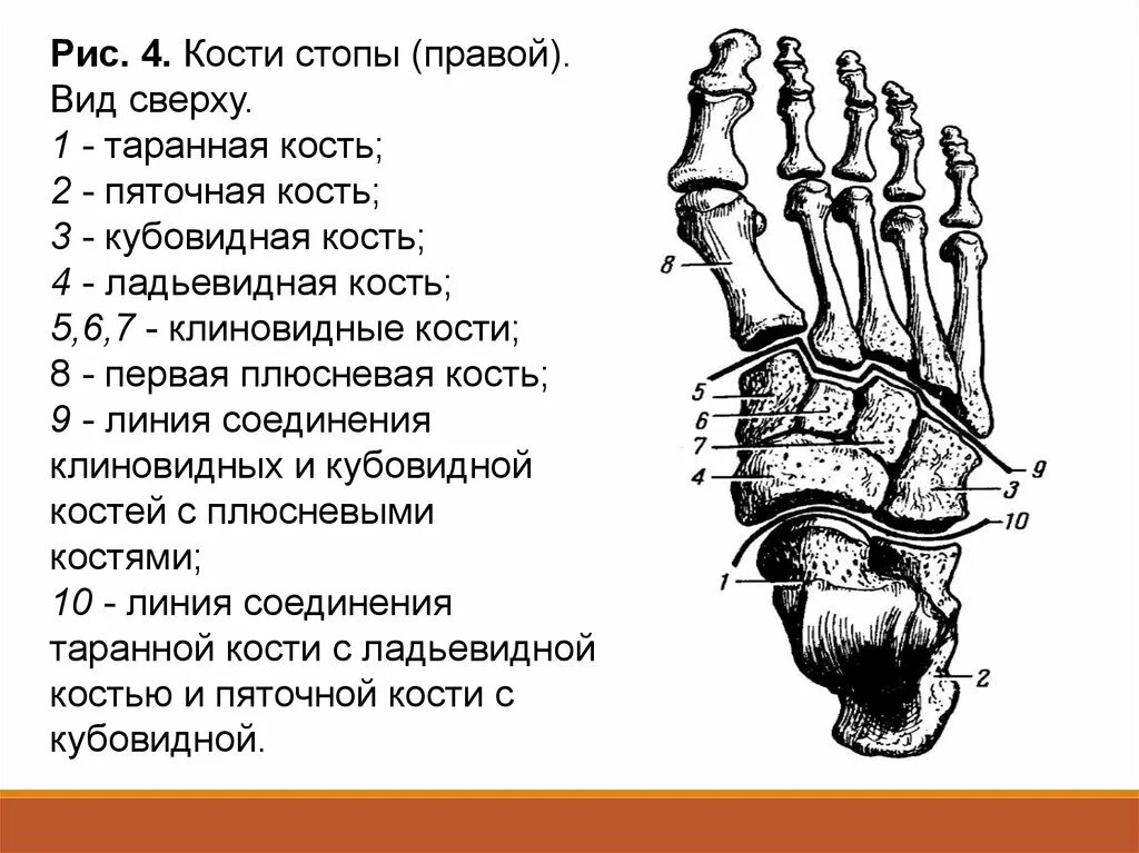Основные фаланги стопы. Стопа анатомия строение кости. Кости стопы человека анатомия. Кости правой стопы человека анатомия. Анатомия костей стопы ладьевидная кость.