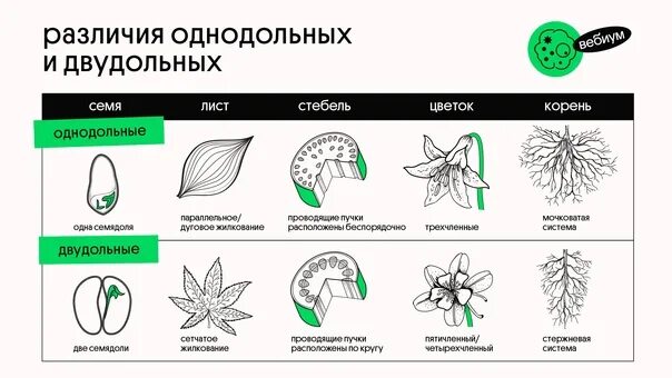 Признаки классов отделов покрытосеменные. Семейства покрытосеменных двудольных растений. Признаки однодольных и двудольных растений таблица. Характерные признаки двудольных и однодольных растений таблица. Как определить класс двудольные.