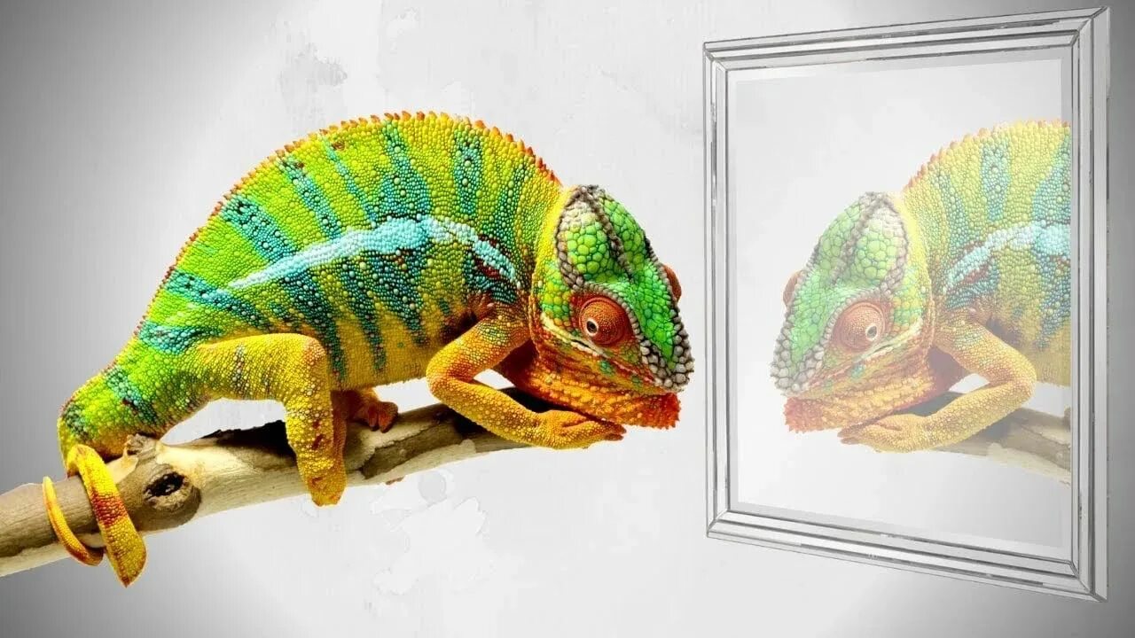 Зеркало хамелеон. Хамелеон перед зеркалом. Клетка для хамелеона. Chameleon зеркало.