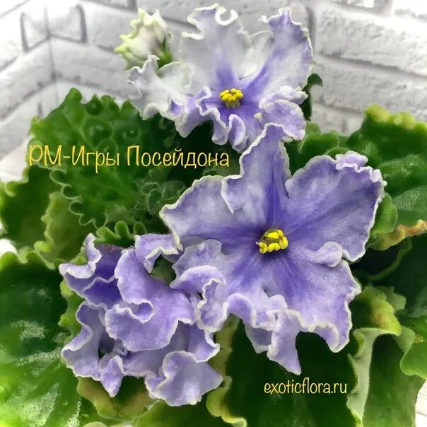 Фото фиалки игры посейдона Фиалка (сенполия) РМ-Игры Посейдона, цветущий стартер, в наличии. Цена: 350 ₽ во